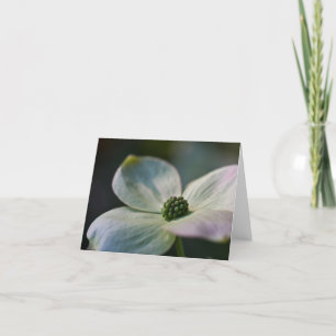Fleur de cornouiller