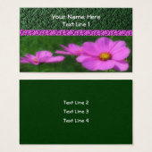 Fleur de Cosmos rose vif (Devant & derrière)