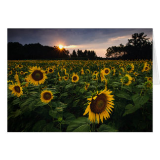 Fleur de coucher du soleil