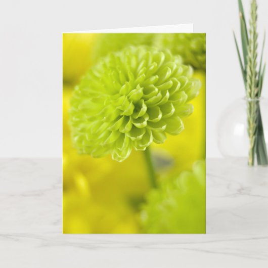 Fleur de Dahlia verte... carte de Pâques (Devant)