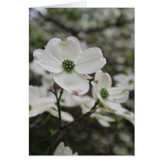 Fleur de Dogwood Blossoms Toutes les occasions Sal (Devant)