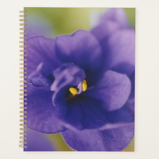 Fleur de fleurs bleues de Violet Saintpaulia Zoomé (Devant)
