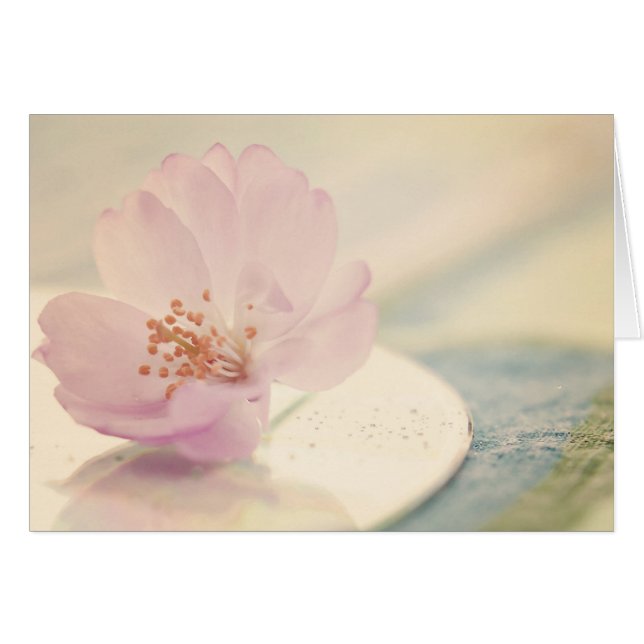 Fleur de fleurs de cerisier rose doux (Devant horizontal)