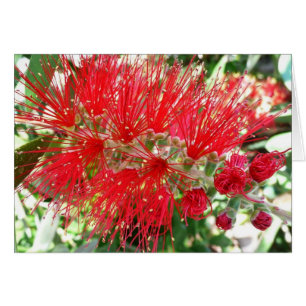 Fleur de fond Rouge Tropical Floral