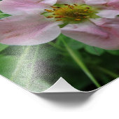 Fleur de fraise rose pâle Photo florale (Coin)