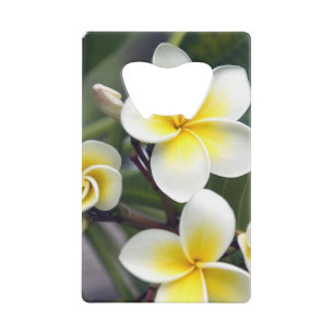 Fleur de frangipanier Îles Cook