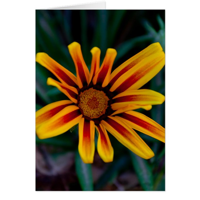Fleur de Gazania (Devant)