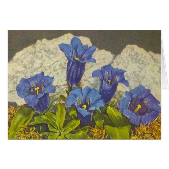 Fleur de gentiane (Devant horizontal)