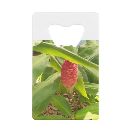 Fleur de gingembre de shampooing (Devant)
