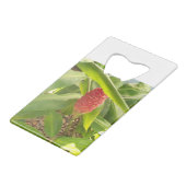 Fleur de gingembre de shampooing (Dos Angle)