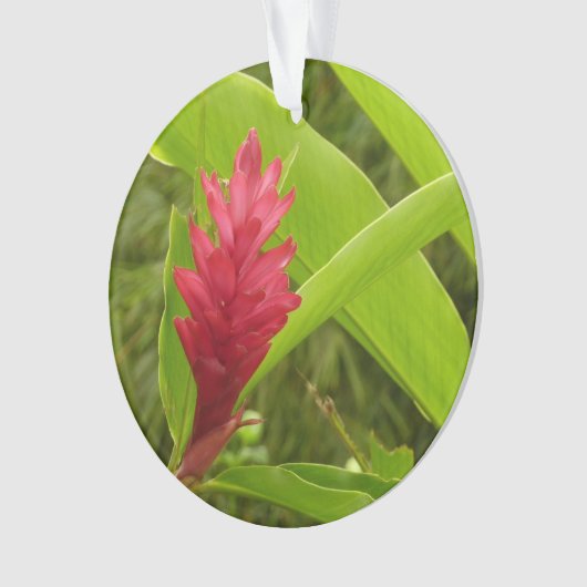 Fleur de gingembre rouge (Alpinia) tropicale (devant)