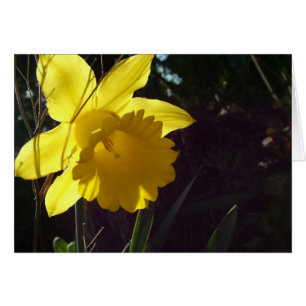 fleur de jonquille jaune au soleil