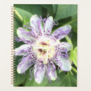 Fleur de la Passion