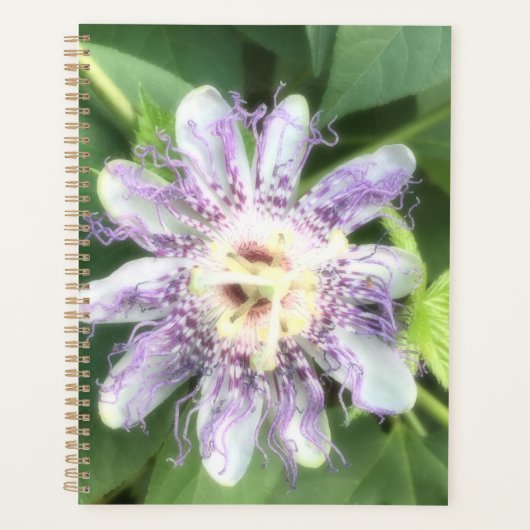 Fleur de la Passion (Devant)