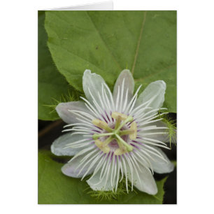 Fleur de la passion des Galapagos Passiflora foeti