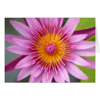 fleur de lotus