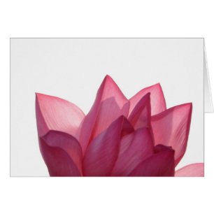 fleur de lotus [Nelumbio speciosum] en pleine