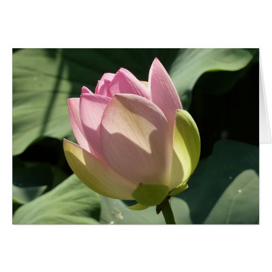 Fleur de Lotus rose florissante été (Devant horizontal)