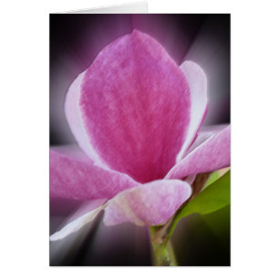 fleur de magnolia rose