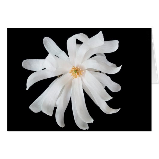 Fleur de Magnolia sur fond noir (Devant horizontal)