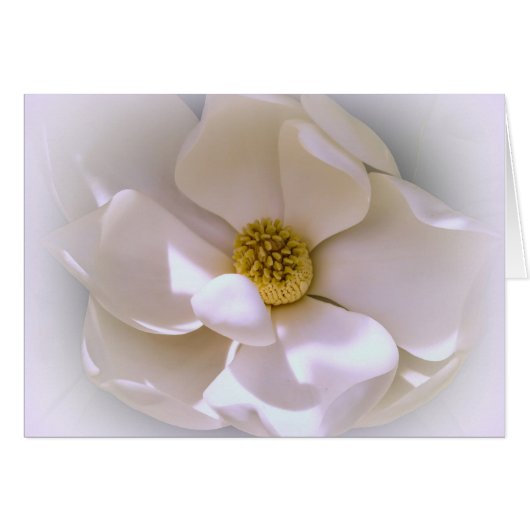 Fleur de Magnolia Tropicale Blanche en fleurs (Devant horizontal)