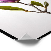 Fleur de magnolia violet, Magnolia felix Poster mu (Coin)