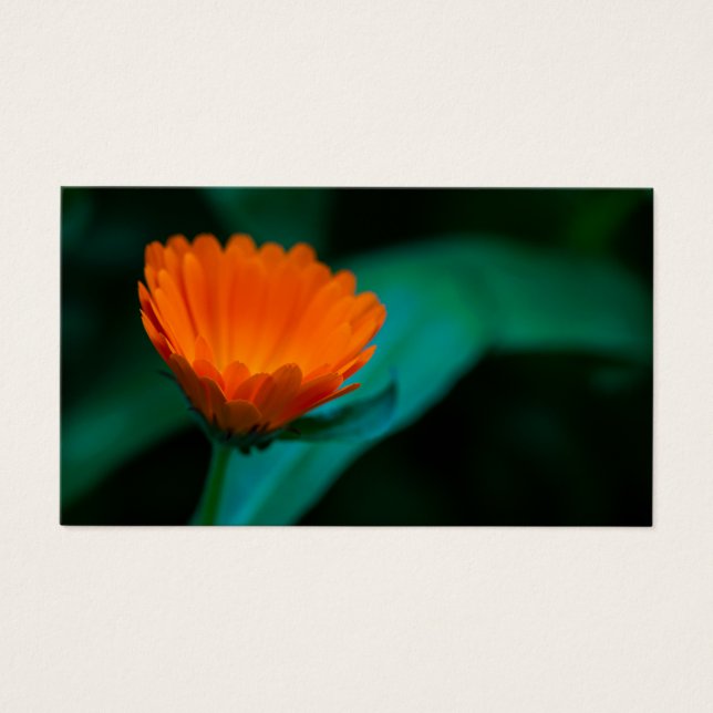 Fleur de marguerite orange (Devant)