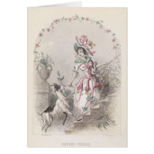 Fleur de mauvaise herbe de chèvres (Devant)