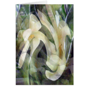 Fleur de papaye dans le résumé