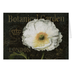 Fleur de pavot cultivé