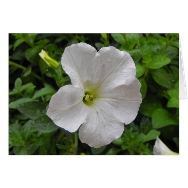 fleur de pétunia blanche (Devant horizontal)