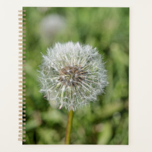 Fleur de pissenlit blanc sur herbe verte