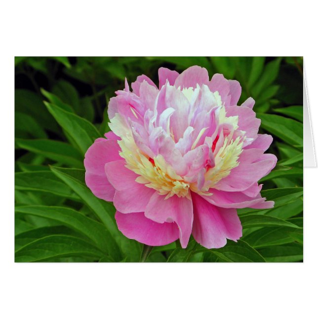 Fleur de pivoine (Devant horizontal)