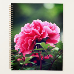 Fleur de pivoine rose dans le jardin-33333