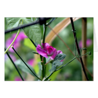Fleur de pois pourpre