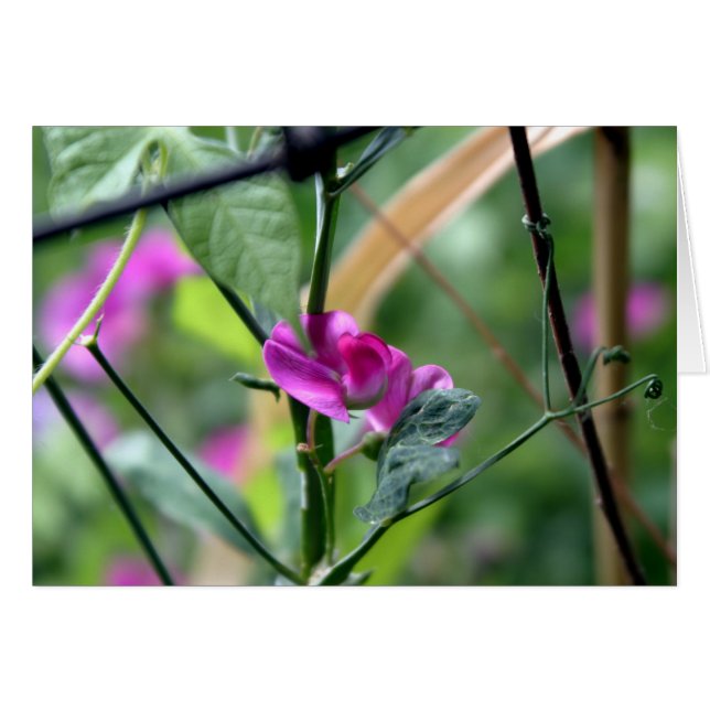 Fleur de pois pourpre (Devant horizontal)
