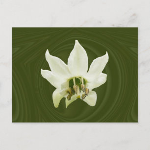 Fleur de poivre abstraite ~ carte postale