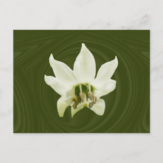 Fleur de poivre abstraite ~ carte postale