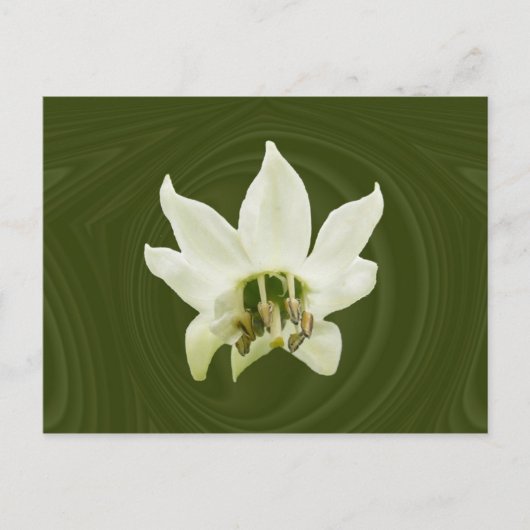 Fleur de poivre abstraite ~ carte postale (Devant)
