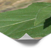 Fleur de prairie - Impression de fleurs de prairie (Coin)
