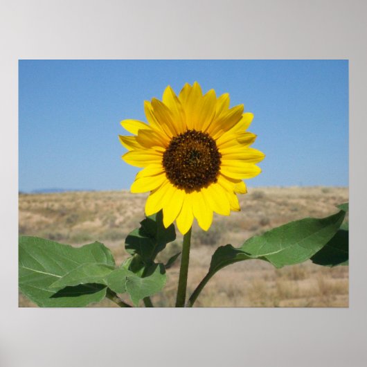 Fleur de prairie - Impression de fleurs de prairie (Devant)