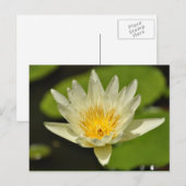 Fleur de printemps - cartes postales (Devant / Derrière)