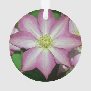 Fleur de printemps Clematis rose et blanc