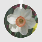 Fleur de printemps de jonquille rose (dos)