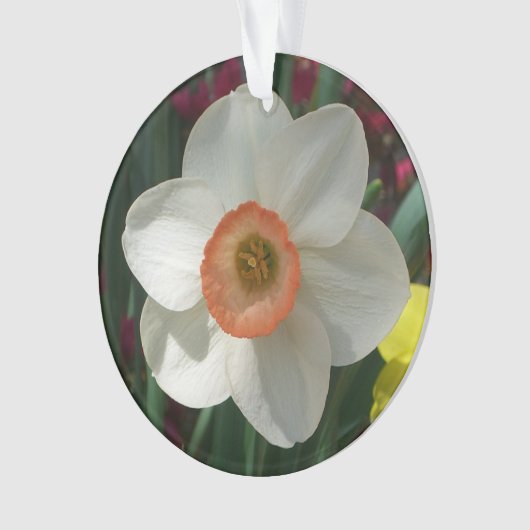 Fleur de printemps de jonquille rose (devant)