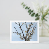 Fleur de prunier blanche : Carte postale japonaise (Debout devant)