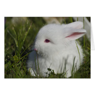 Fleur de reniflement de lapin