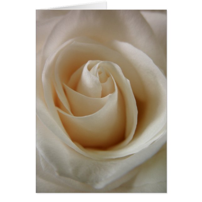 Fleur de rose blanche ivoire (Devant)