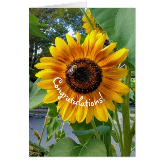 Fleur de soleil jaune joyeux avec abeille Félicita (Devant)