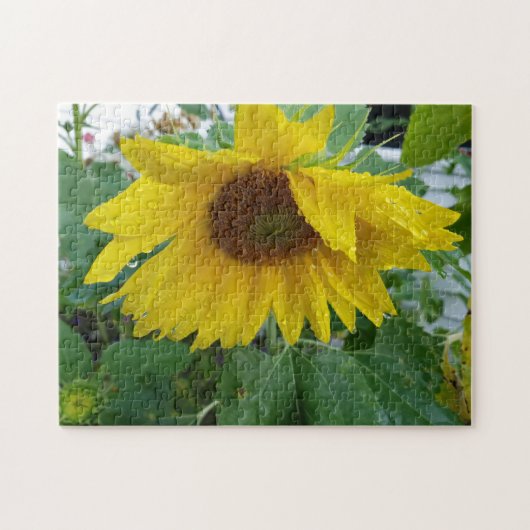 Fleur de soleil mouillée créative photo puzzle (Horizontal)